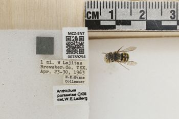 Media type: image;   Entomology 789254 Aspect: Labels
